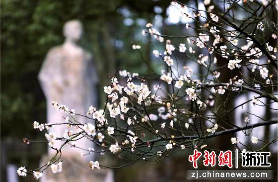 超山梅花。  李毓 供图
