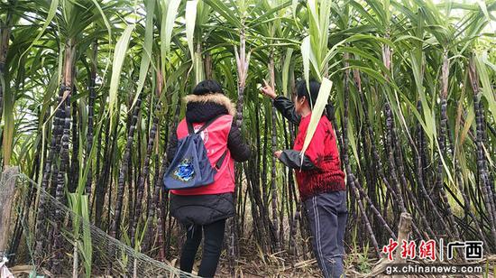 科技特派员在指导农业种养户做好甘蔗的防寒防冻工作。廖固谟  供图