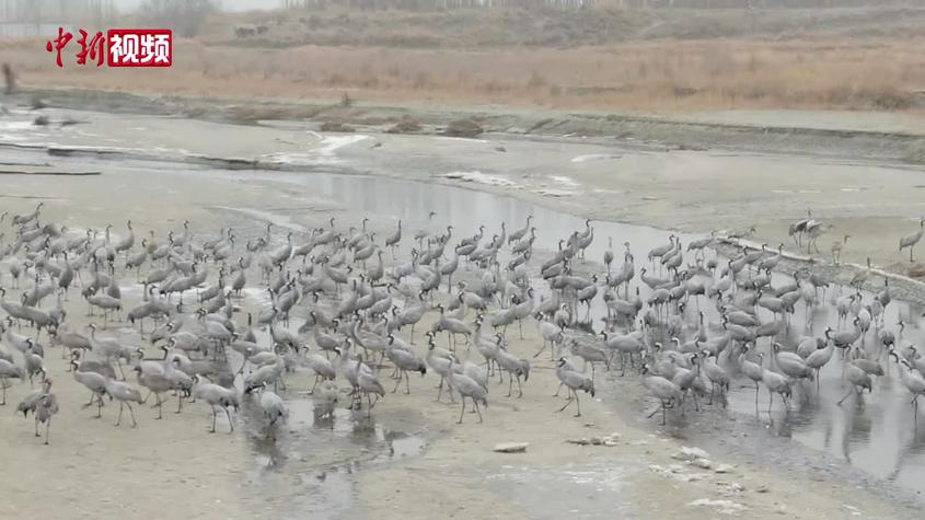 新疆：车尔臣河迎数千只越冬灰鹤