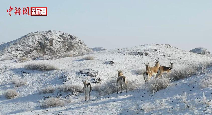 成群结伴的盘羊 鹅喉羚现身萨吾尔山