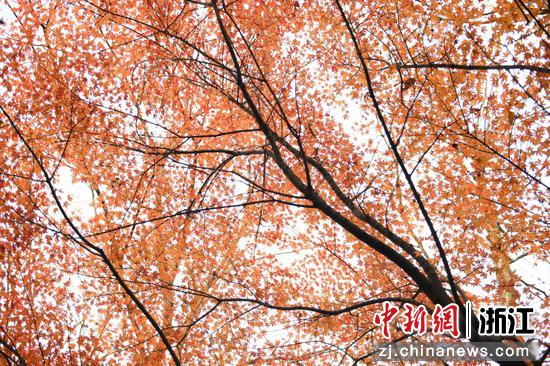 杭州城北体育公园的枫叶已成橙色。 王刚 摄