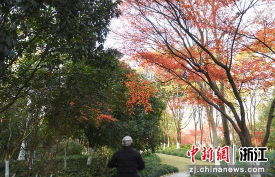 杭州城北体育公园的枫树成独特季节景观。 王刚 摄