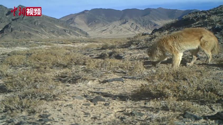 新疆阿尔金山：多种珍稀动物在野外相机前“卖萌”