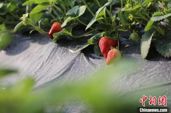 一些草莓已陆续成熟，散发着诱人的香气。　段现凤　摄
