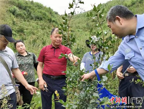 图为林业部门到基地指导油茶品改。