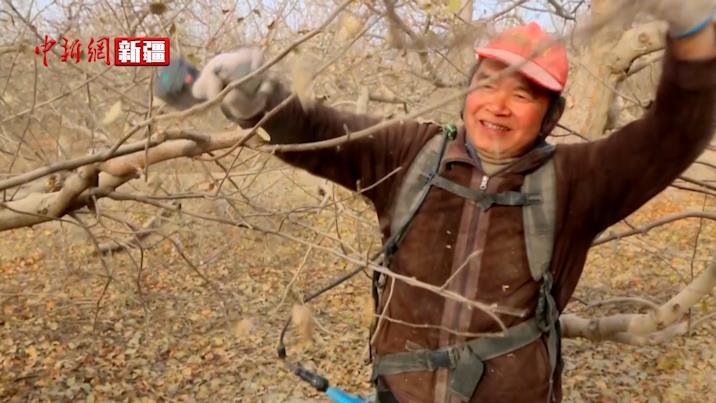 阿拉尔市加强果树修剪 助力来年丰产增收