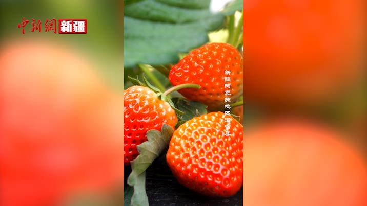 温宿县冬季草莓上市 开启“莓”好生活