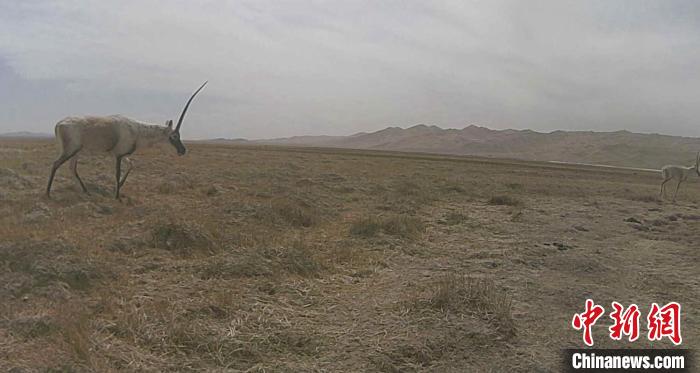 新疆阿尔金山保护区红外相机拍摄到多种珍稀野生动物影像