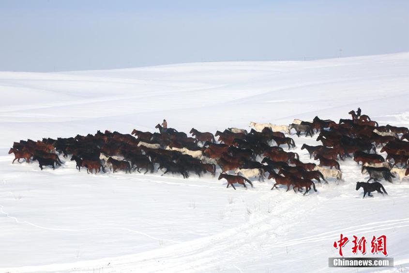 新疆昭苏高原雪地上演万马奔腾景观