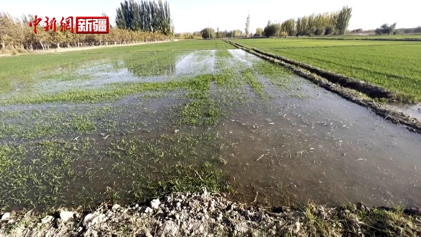 新疆温宿县：120余万亩良田喝上丰收水