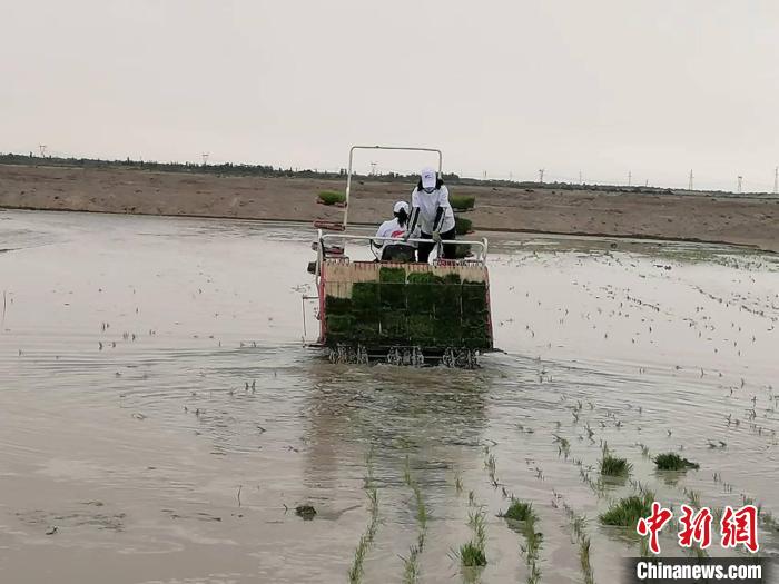 海水稻緣何在離海最遠的新疆獲得高產？