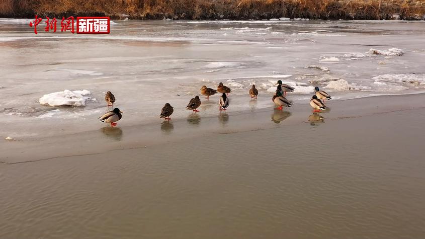 新疆麦盖提县：冬日的叶尔羌河候鸟如期而至