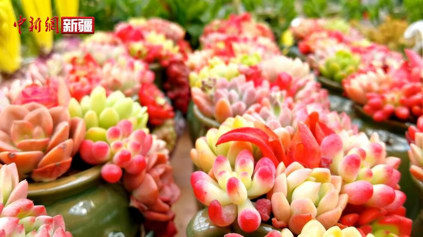 新疆和田市：元旦临近鲜花俏 花卉市场销售旺