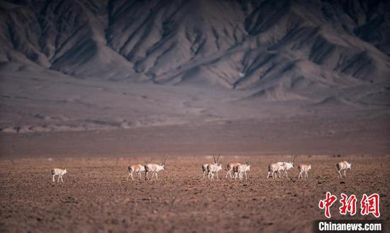 吴宏坤拍摄的羚羊群。　吴宏坤 摄