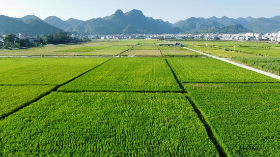 贵州思南：加快推动农业现代化 助力乡村全面振兴