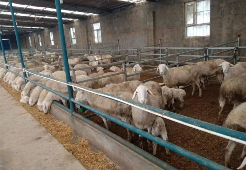 新疆焉耆：湖母羊成為養殖戶的“致富羊”