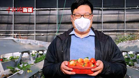 乌什县新鲜草莓上市 开启今冬“莓”好时光