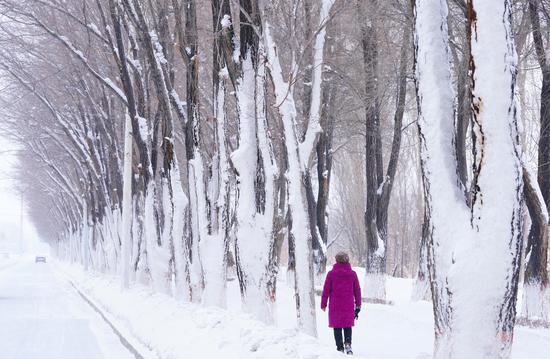 1月4日，新疆生产建设兵团第十师北屯市街道上的景观树树干上落上一层积雪。