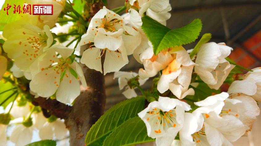 新疆莎車縣：大棚櫻桃花兒開滿枝 朵朵綻放春意濃