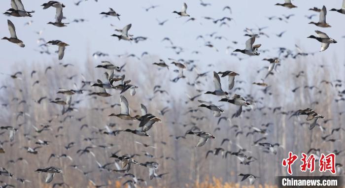 成群的野鸭在空中飞翔。　博州融媒体中心供图