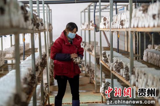 2023年1月5日，工人在贵州省黔东南苗族侗族自治州从江县贯洞镇美娥社区采摘平菇。