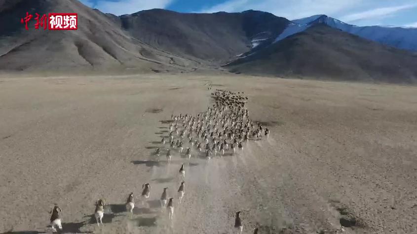 航拍新疆帕米爾盤羊成群奔跑