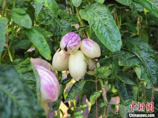 新疆图木舒克市采取有效措施，引进火龙果、人参果等特色水果，实现南果北种。　石芙蓉 摄