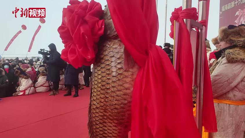 新疆福海：冬捕头鱼体长1.1米 拍卖价超40万元