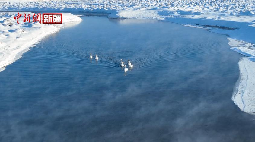 新疆昭苏：天鹅在水雾中的嬉戏觅食