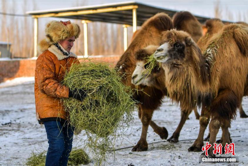 新疆福海推動駱駝產業快速發展 為牧民帶來穩定收入