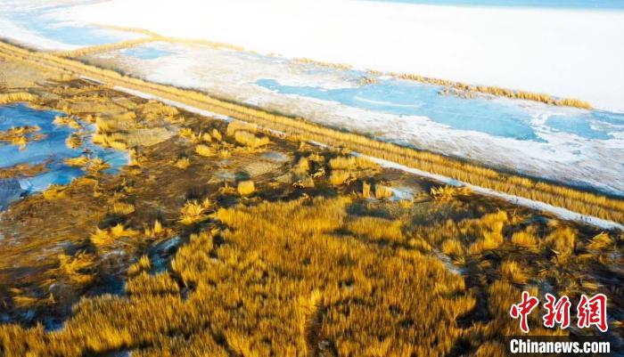 新疆博斯腾湖30万亩芦苇喜获丰收 大型机械冰上采收“苇”为壮观