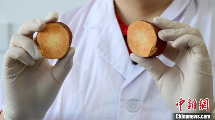 新疆科研人員如何為甘薯食味評價？實驗室實地探訪