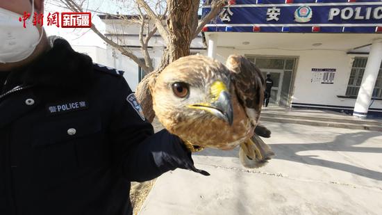 新疆沙雅：警民携手救助国家二级保护动物苍鹰