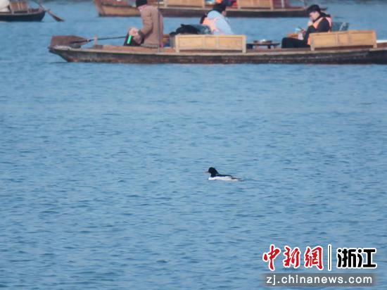 中华秋沙鸭在西湖水面游弋 于学伟 供图