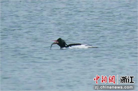 中华秋沙鸭在西湖捕食 于学伟 供图