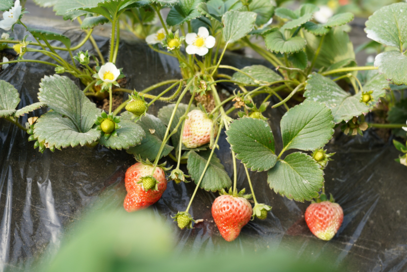 察布查爾縣：草莓早“鮮”上市 開啟“莓”好時光