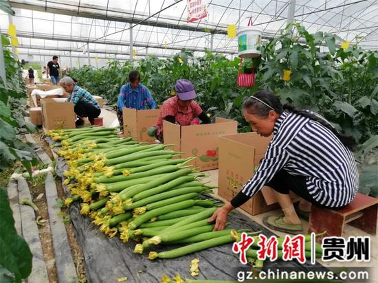贵州铜仁万山区：做强农产品销售链 提高本土蔬菜知名度