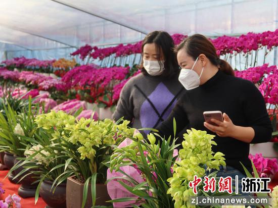 金华市民在档口选购花卉盆栽。 董易鑫供图