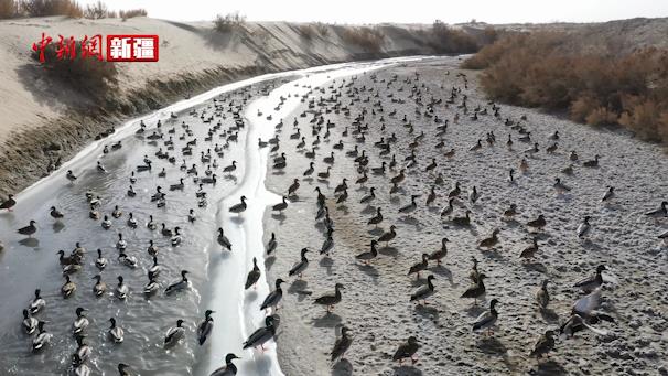 上万只水鸭在乌鲁克国家沙漠公园“安家”