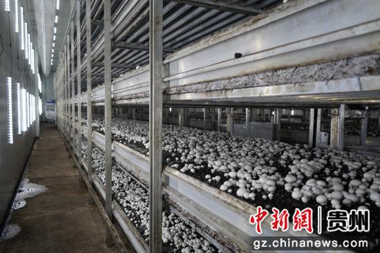 贵州泓华农业科技有限公司生产车间，双孢菇长势喜人。陈昆 摄