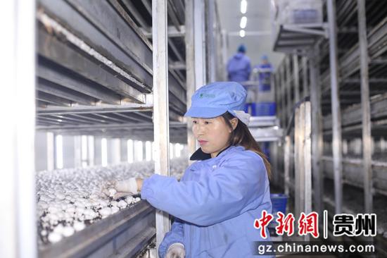 贵州泓华农业科技有限公司生产车间，工人正忙着采摘双孢菇。吴i祥华 摄