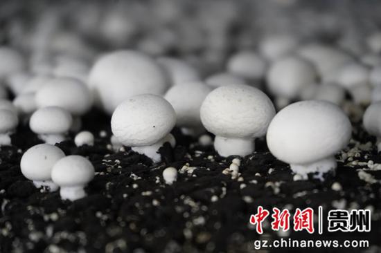 贵州泓华农业科技有限公司生产车间，双孢菇长势喜人。陈昆  摄