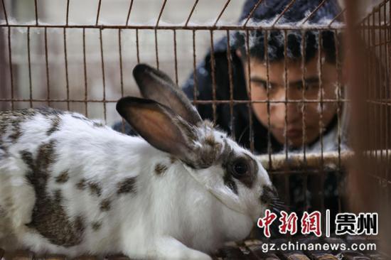 1月26日，刘钱波在查看养殖的肉兔。 瞿宏伦 摄