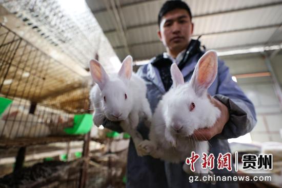 1月26日，刘钱波养殖的肉兔。 瞿宏伦 摄
