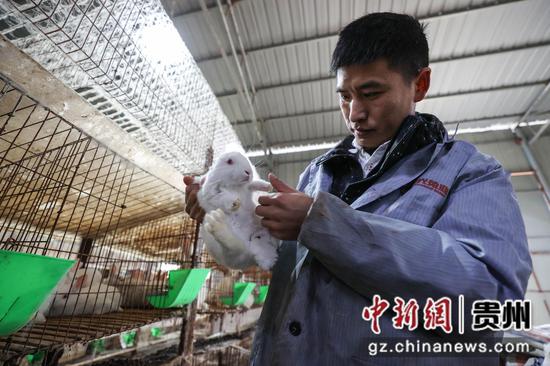 1月26日，刘钱波在查看肉兔的成长情况。 瞿宏伦 摄