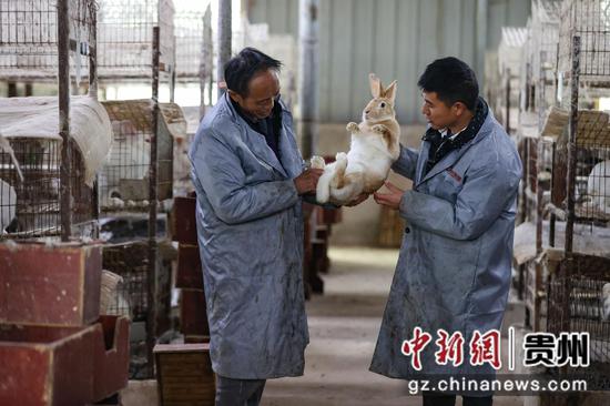 1月26日，刘钱波和工人在探讨肉兔养殖技巧。 瞿宏伦 摄