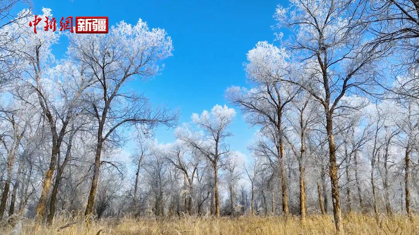 新疆莎车县：叶尔羌河畔的雾凇奇观