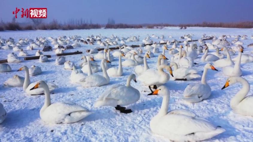新疆：湖面封冻 人工为越冬天鹅投喂食物