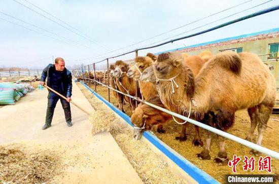 新疆洛浦：发展骆驼养殖 拓宽牧民增收渠道
