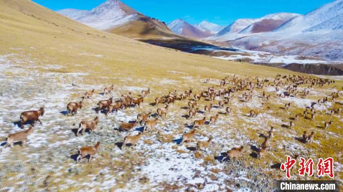 新疆焉耆县百余只北山羊雪原驰骋 翻山越岭场面壮观